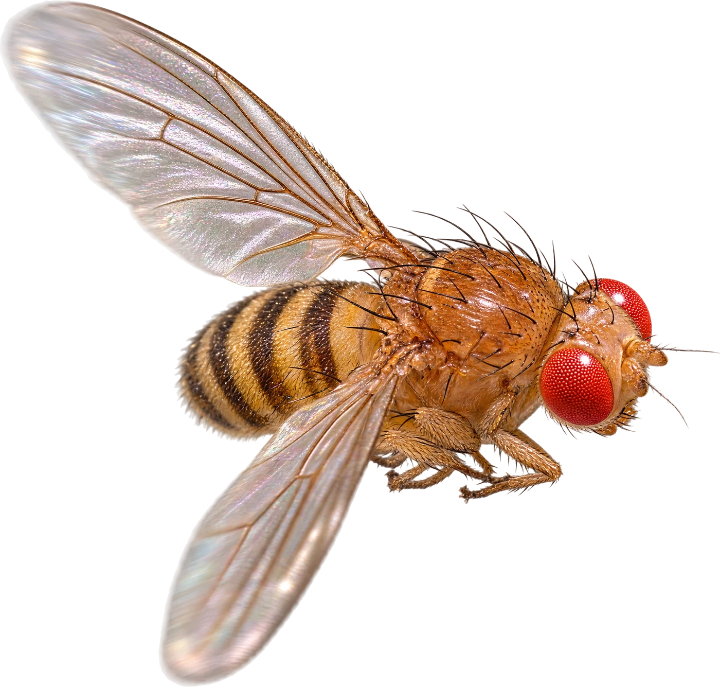 A fruit fly in flight, wings spread, its red compound eyes catching the light