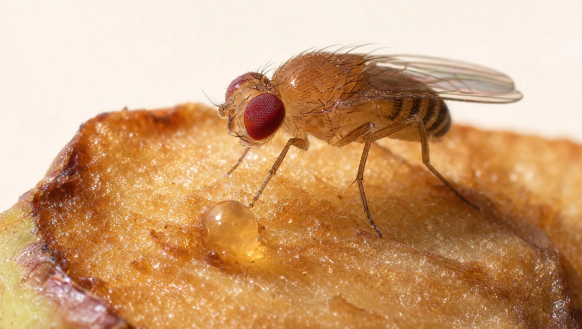 Extreme macro
        photograph of a live fruit fly feeding on the cut face of a browning apple