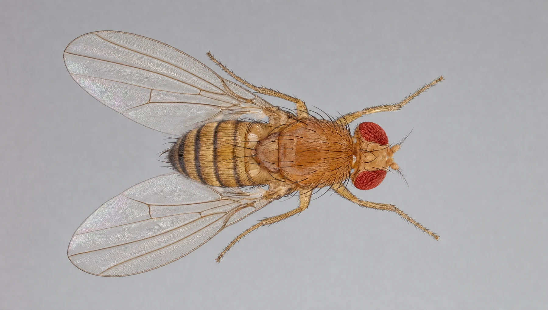 A fruit fly photographed from above on a neutral grey surface, wings spread, both red compound eyes visible